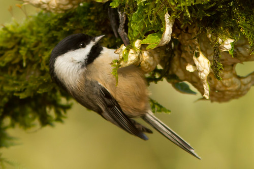 Black-capped Chickadee Feeding