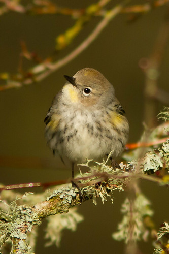 Audobon's Warbler