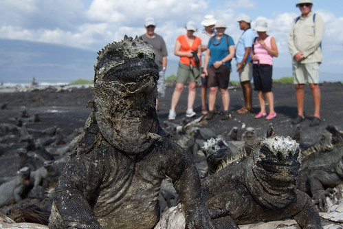 Marine iguanas on Espinosa Point, Fernandina Island